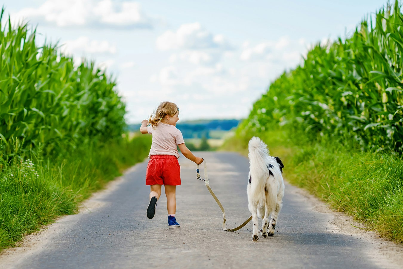 A girl running with her dog on a small road between fields of crops