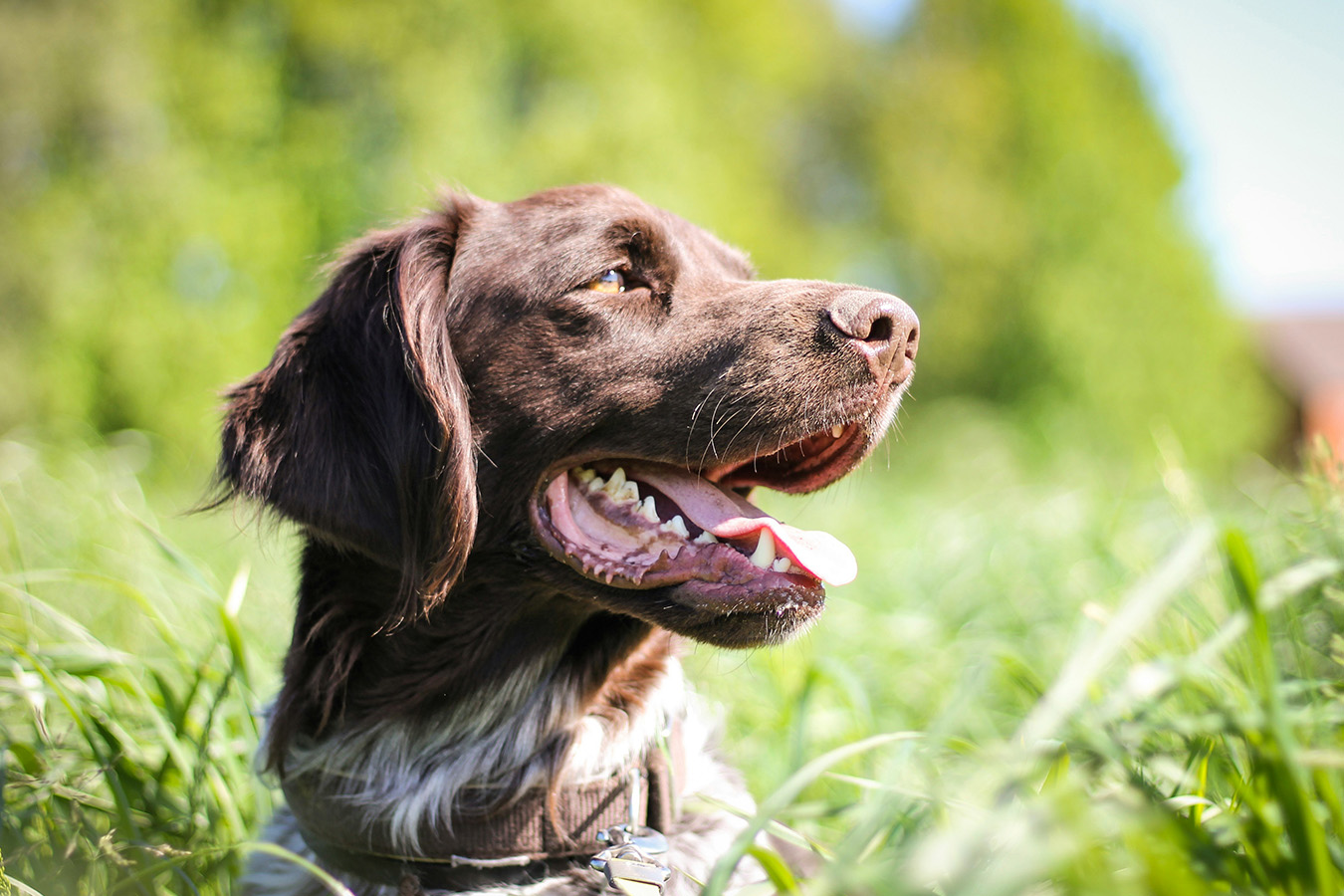 A brown dog in the sunlight
