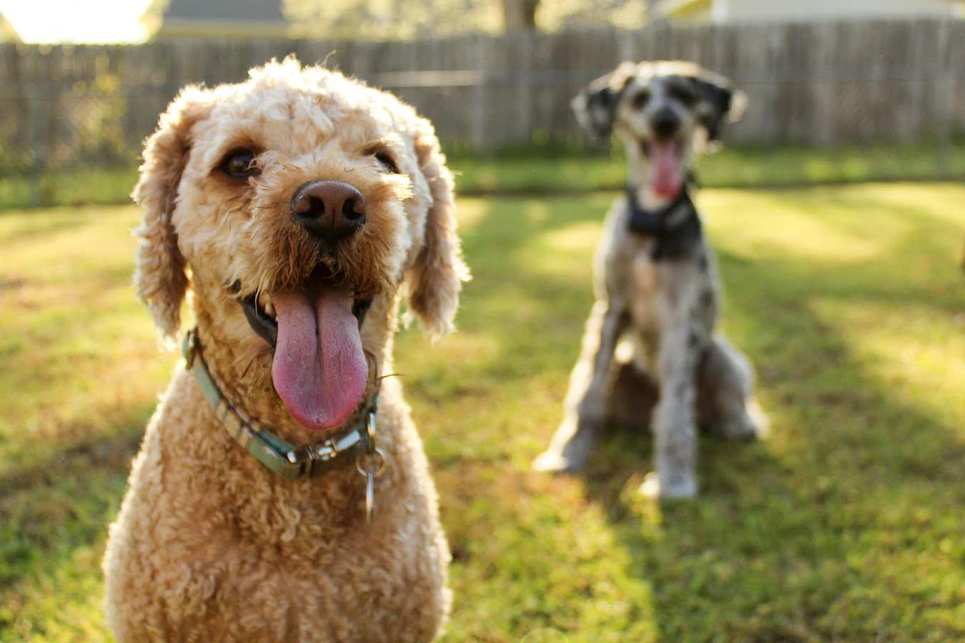 Two happy dogs sitting in park