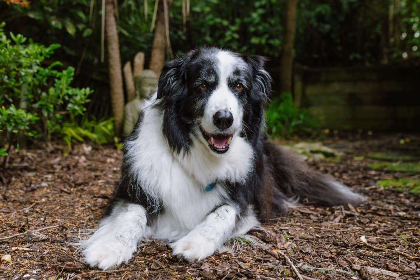 Happy dog sitting on fallen tree leaves