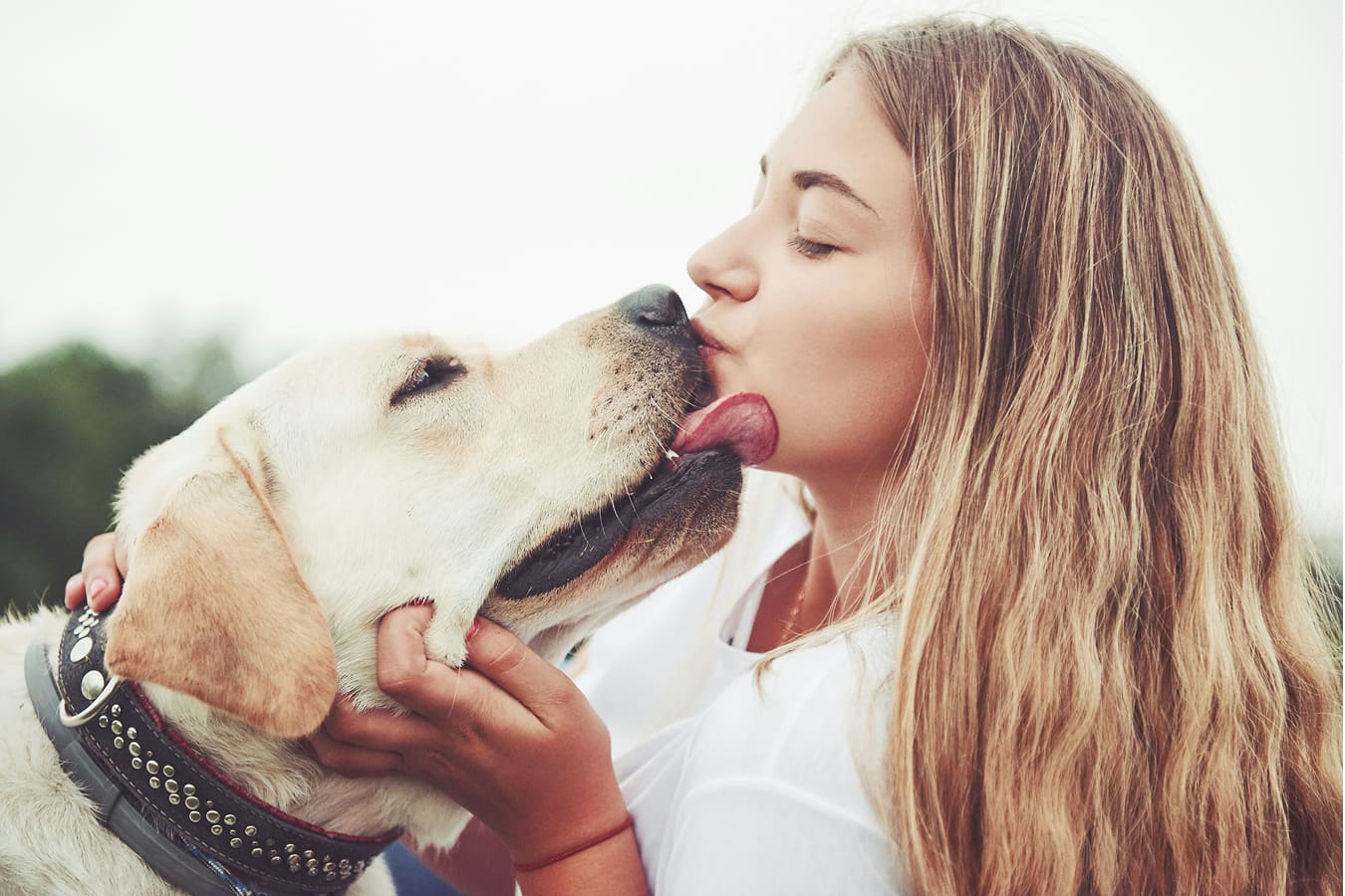 Pet dog licking her owner with love