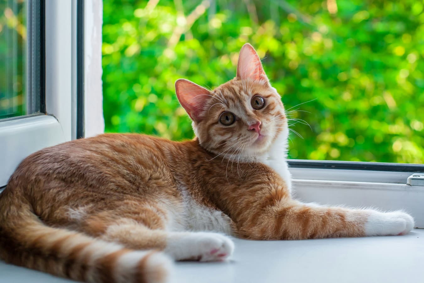 Cat relaxing in home and looking curiously