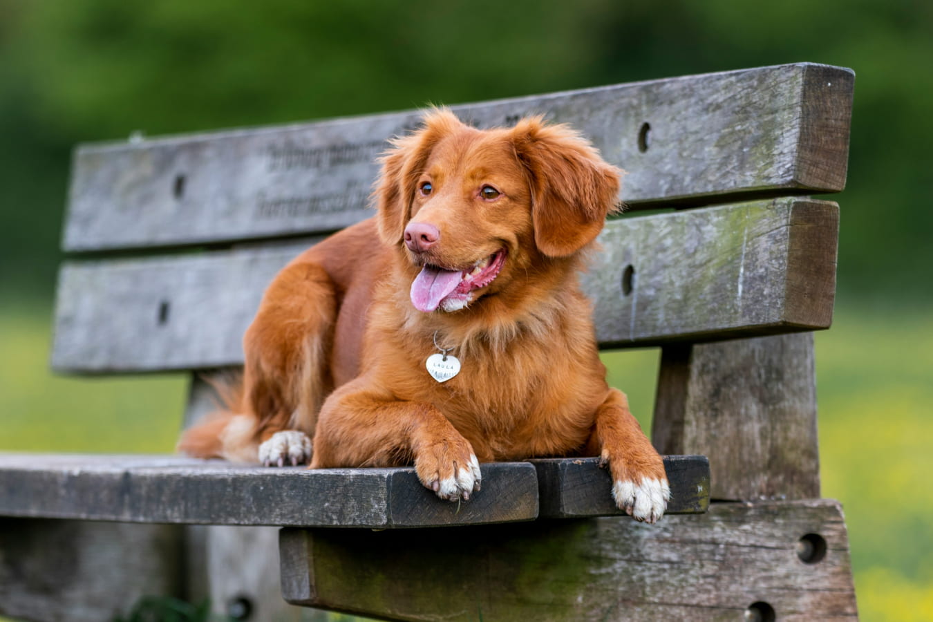 Fluppy brown dog sitting on a bench in park