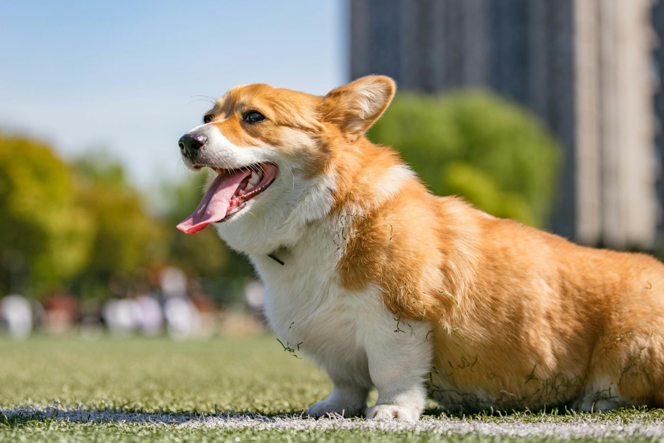 Happy dog sitting on grass in field