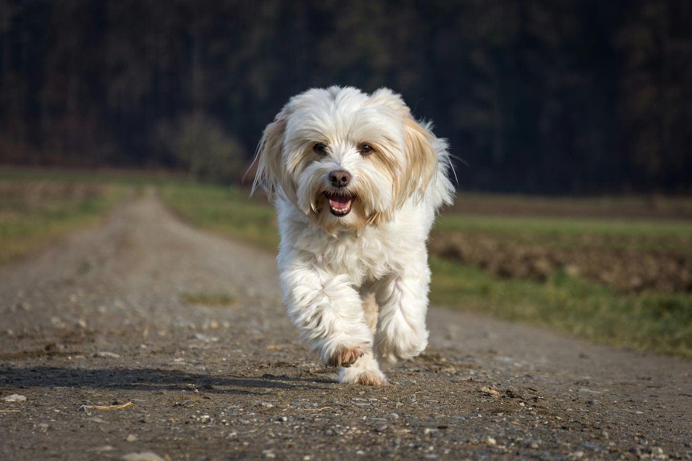 Cute fluppy white dog running on a rural road
