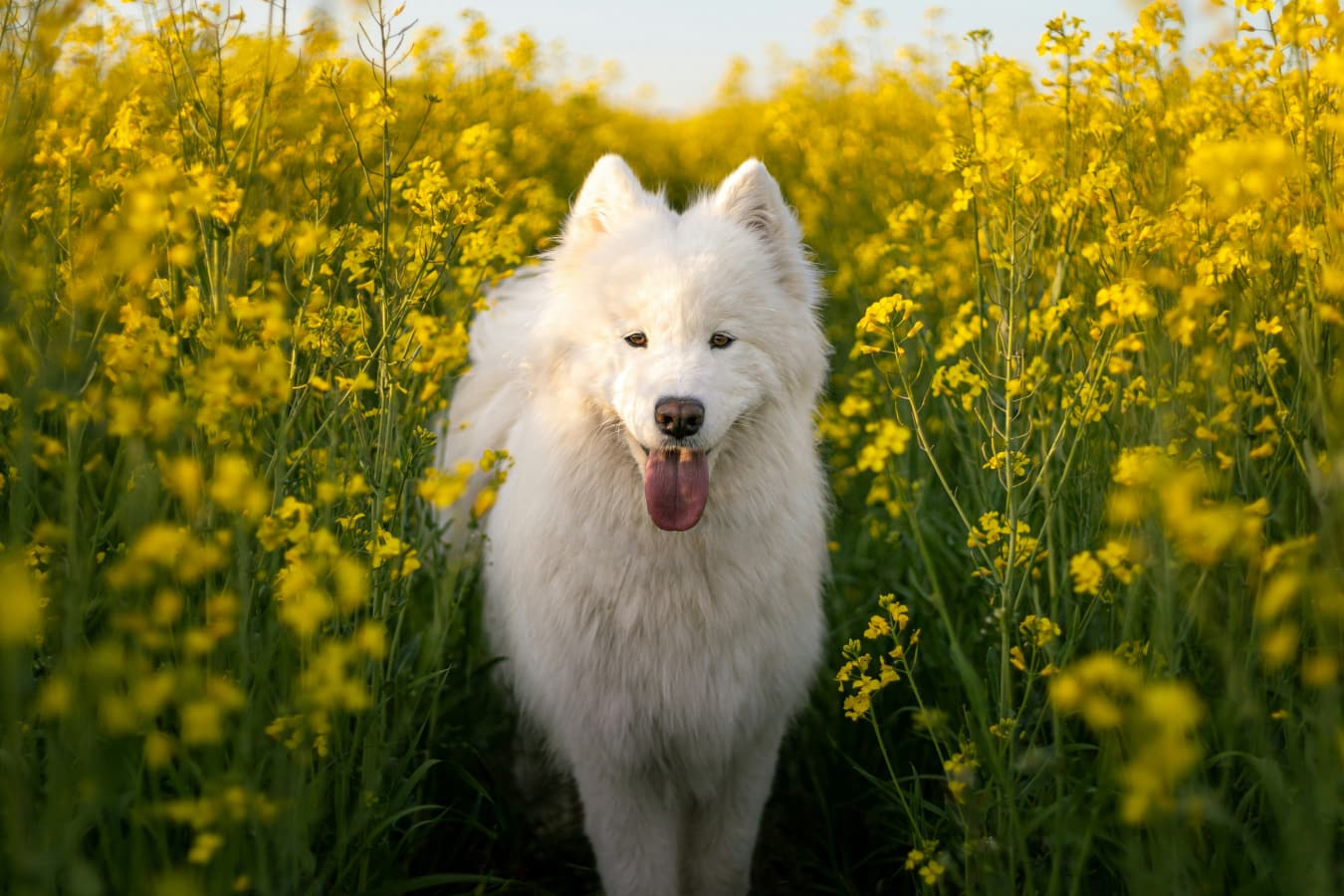 Happy fluppy white dog walking through farm land