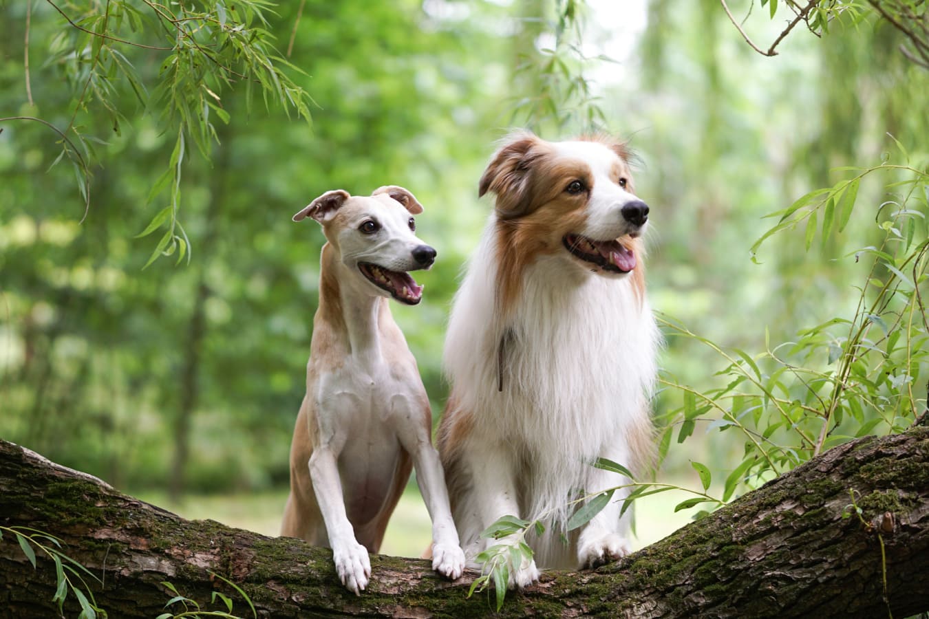 Two happy dogs standing on a log