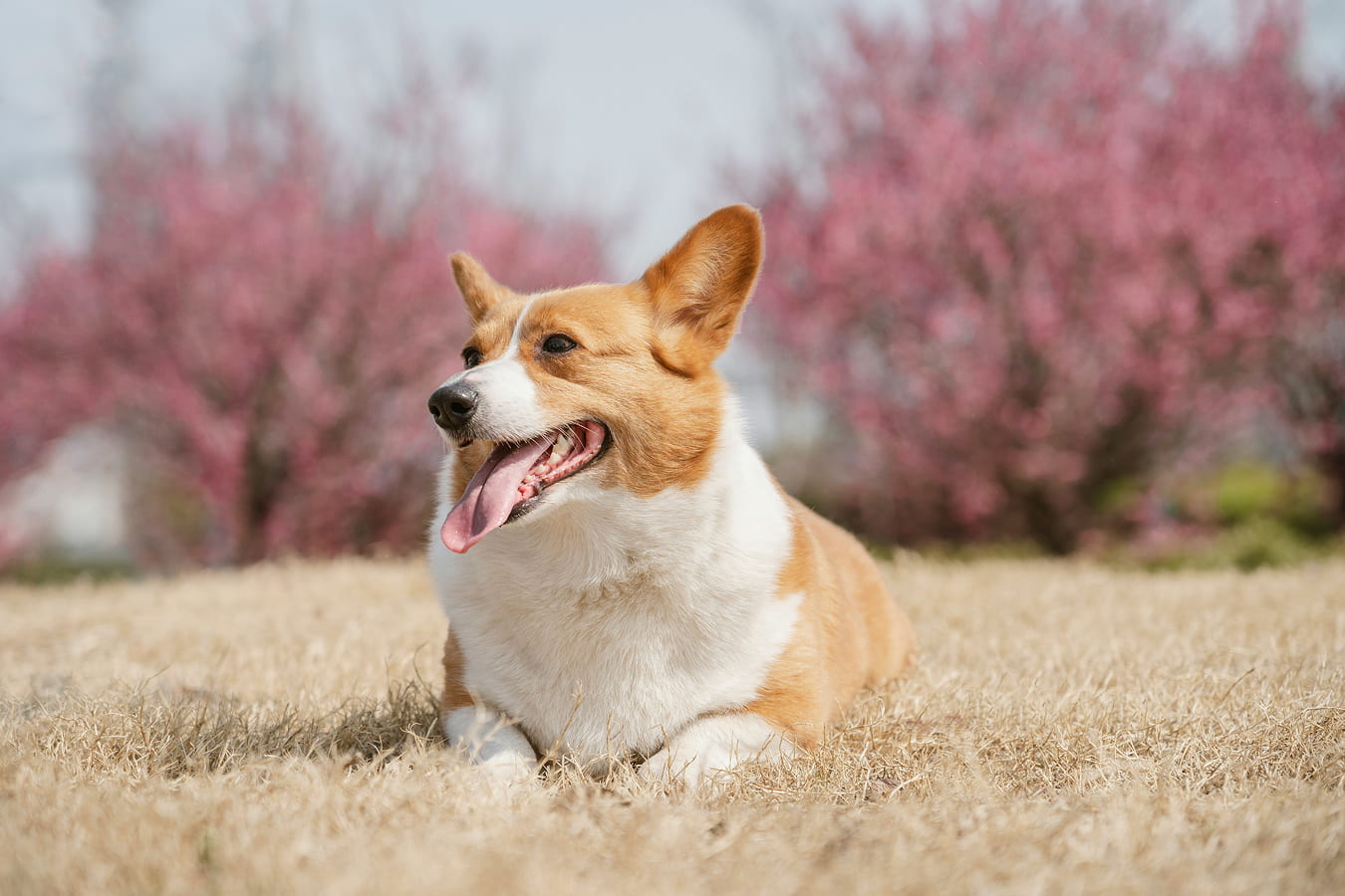 Happy dog sitting on grass