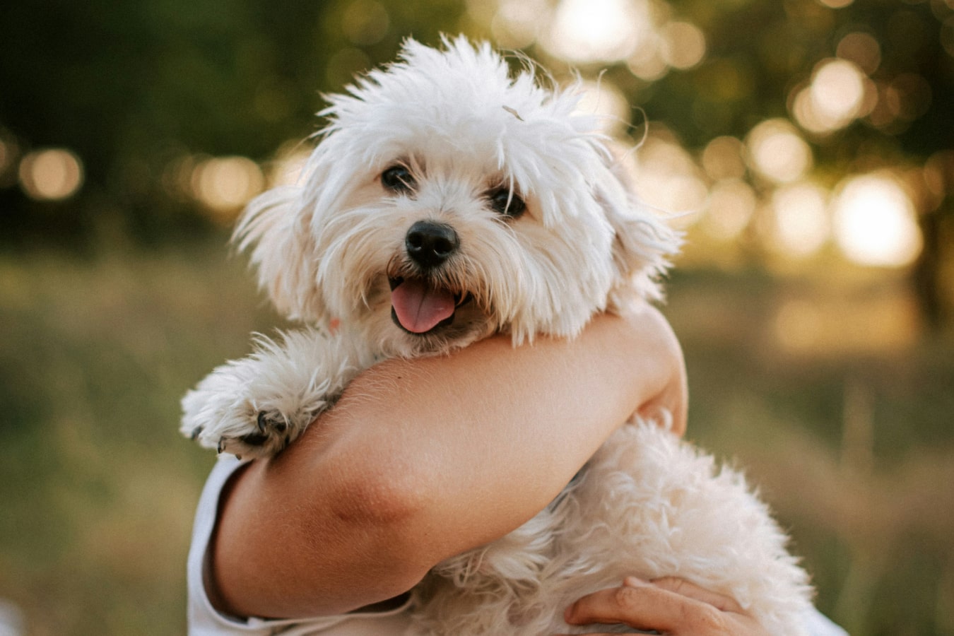 Happy fluppy pet dog on her owners shoulder