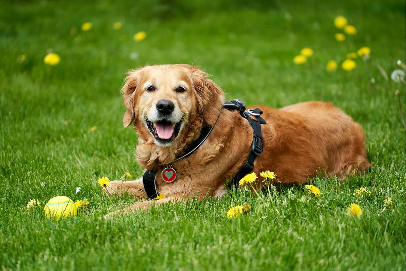 Happy dog sitting on grass with a ball
