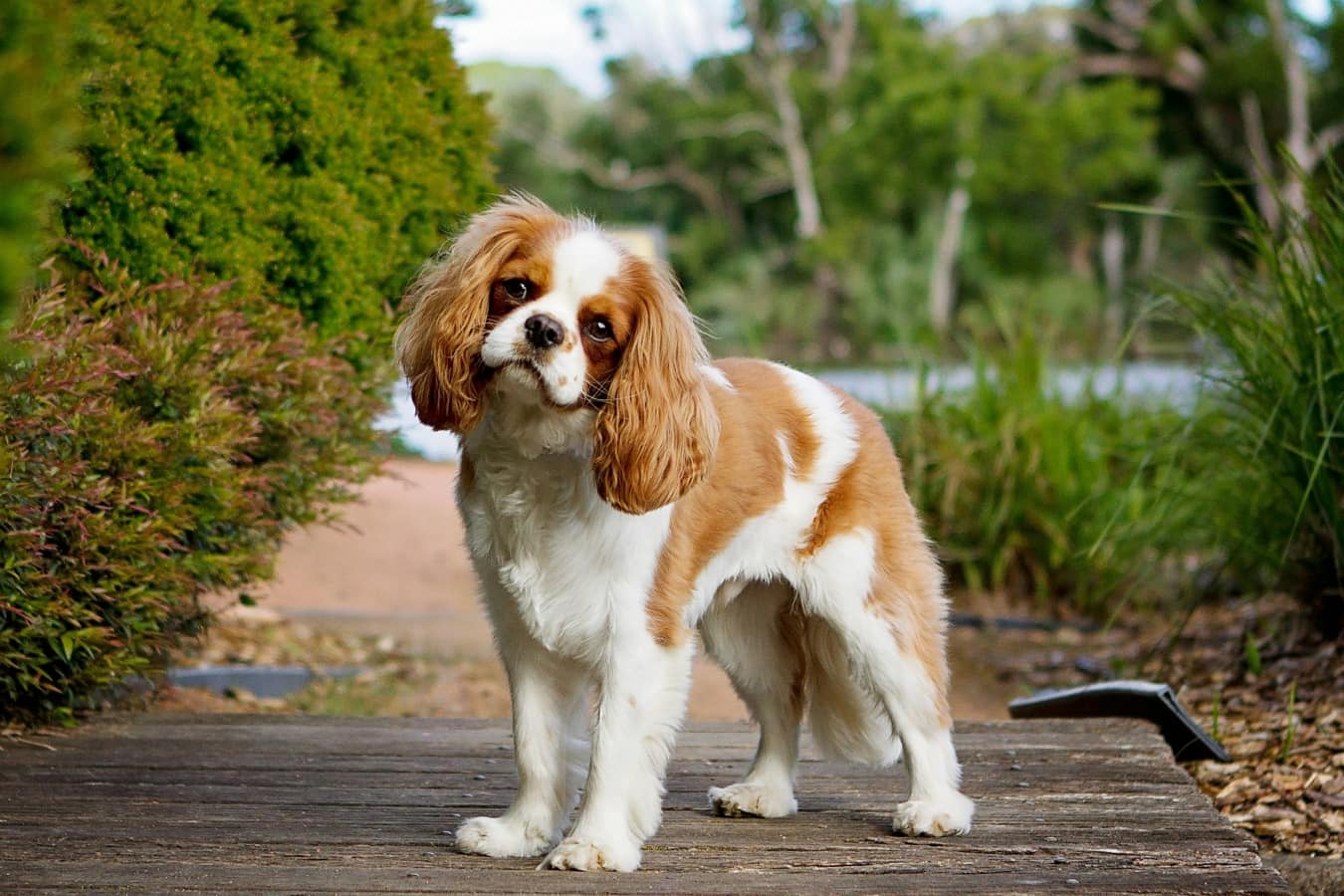 Happy pet standing on the road and looking curiously