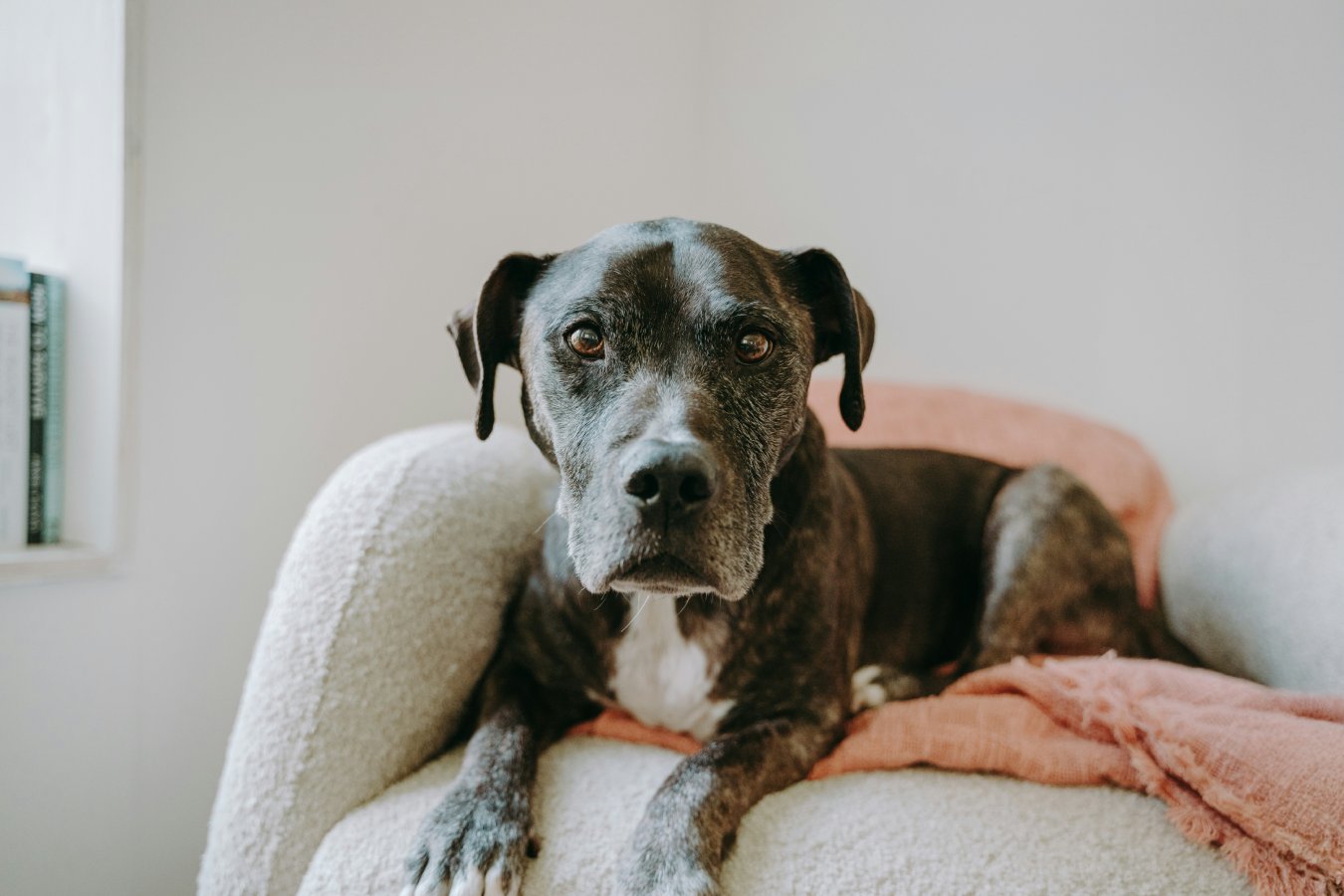 Black dog on couch