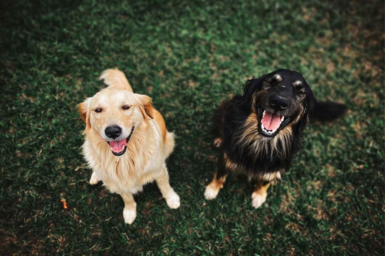 Two happy dogs smiling
