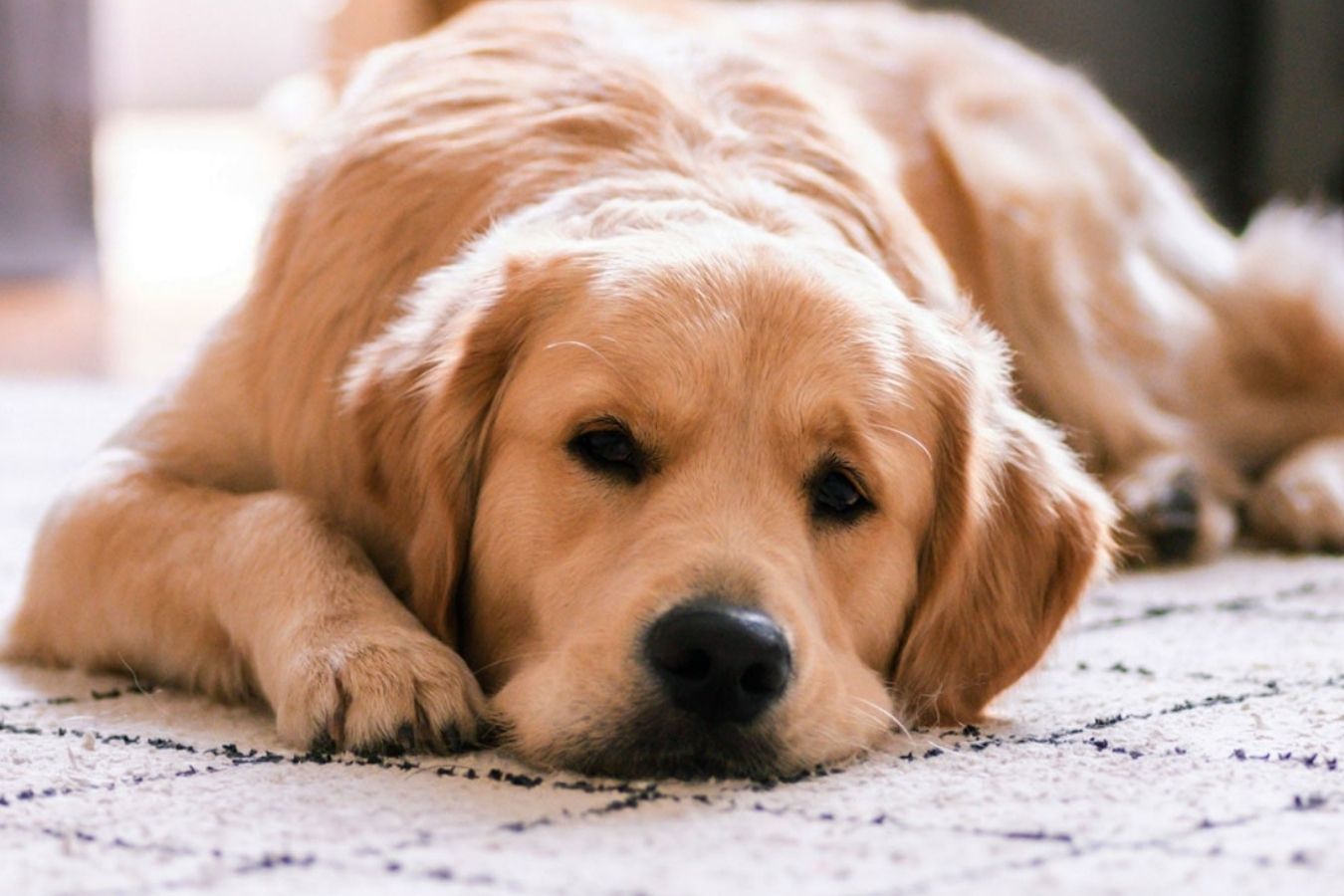 A golden retriever lying on a light patterned floor