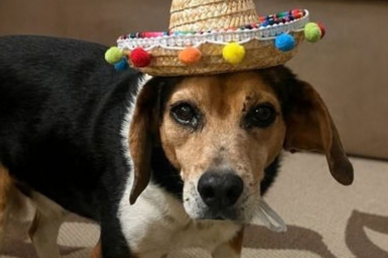Dog wearing a colorful sombrero with pom-poms