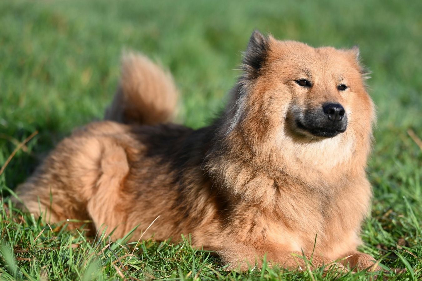 A fluffy tan dog lies on green grass